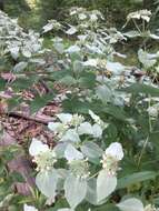 Image of Clustered Mountain-Mint