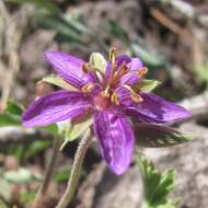 Image of pineywoods geranium