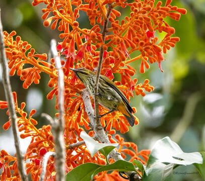 Image of Yellow-vented Flowerpecker