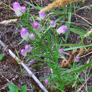 Image of blood milkwort