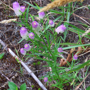 Image of blood milkwort