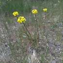 Image of Erysimum nevadense subsp. merxmuelleri (Polatschek) P. W. Ball