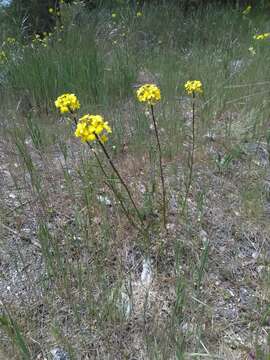 Image de Erysimum nevadense subsp. merxmuelleri (Polatschek) P. W. Ball