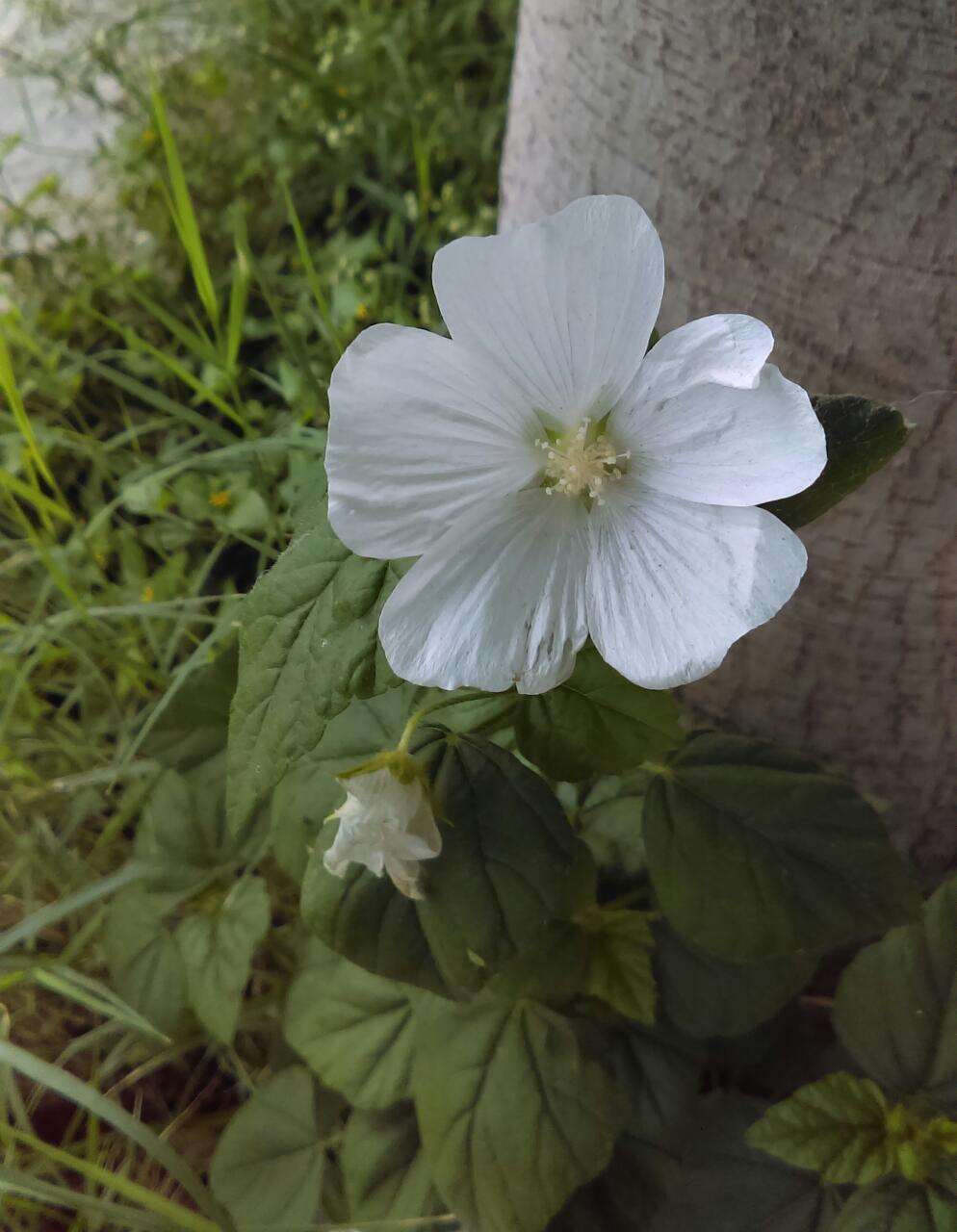 Image of Anoda albiflora P. A. Fryxell