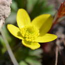 صورة Anemone biflora var. gortschakowii (Kar. & Kir.) Sinno