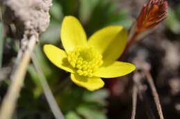 صورة Anemone biflora var. gortschakowii (Kar. & Kir.) Sinno