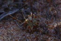 Image de Drosera echinoblastus N. Marchant & Lowrie