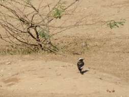 Image of Mourning Wheatear