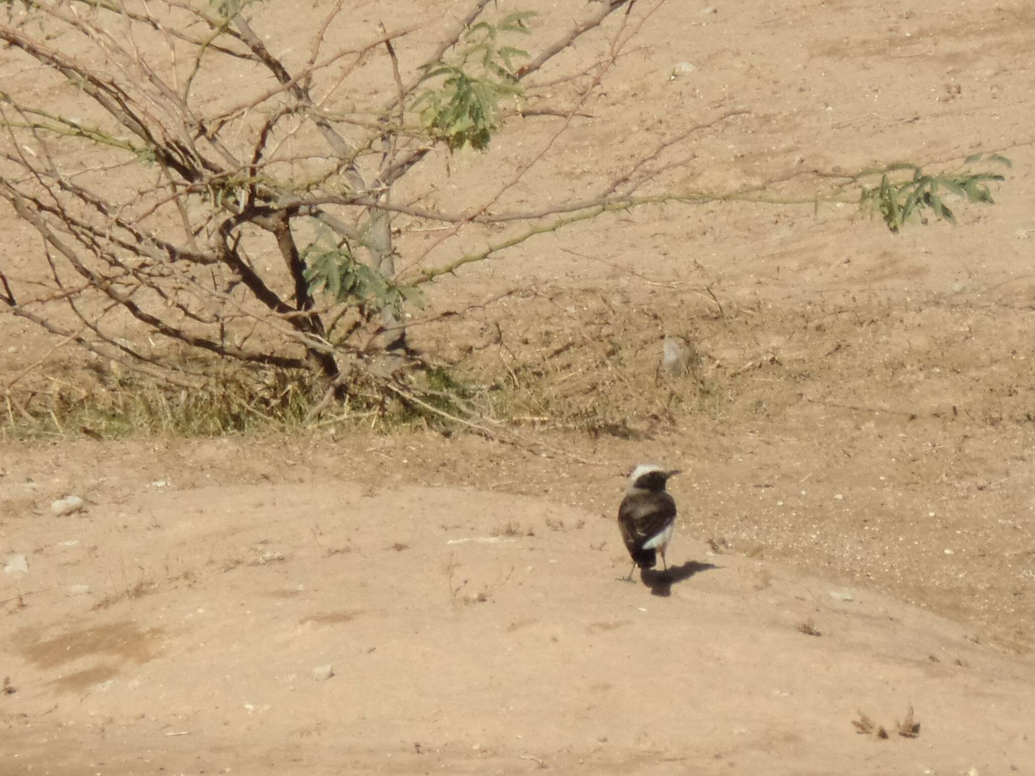 Image of Mourning Wheatear