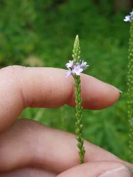 Image de Verbena engelmannii Moldenke