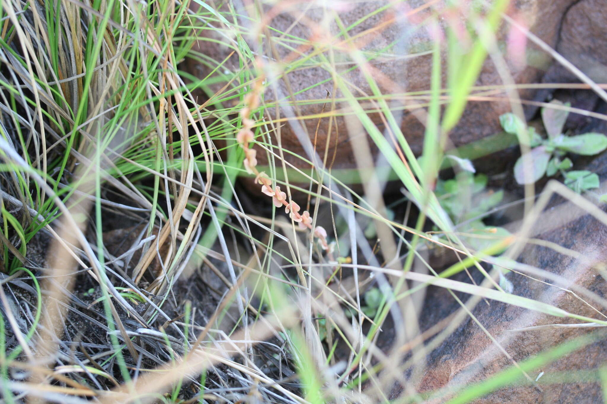 Image of Stylidium cordifolium W. V. Fitzg.