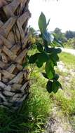 Image of Florida strangler fig