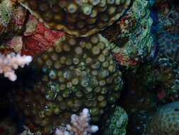 Image of hedgehog coral