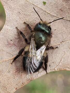 Image of <i>Osmia <i>lignaria</i></i> lignaria