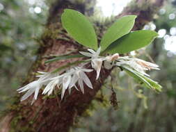 Image of Aerangis hyaloides (Rchb. fil.) Schltr.