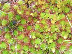 Image of blushing bog-moss