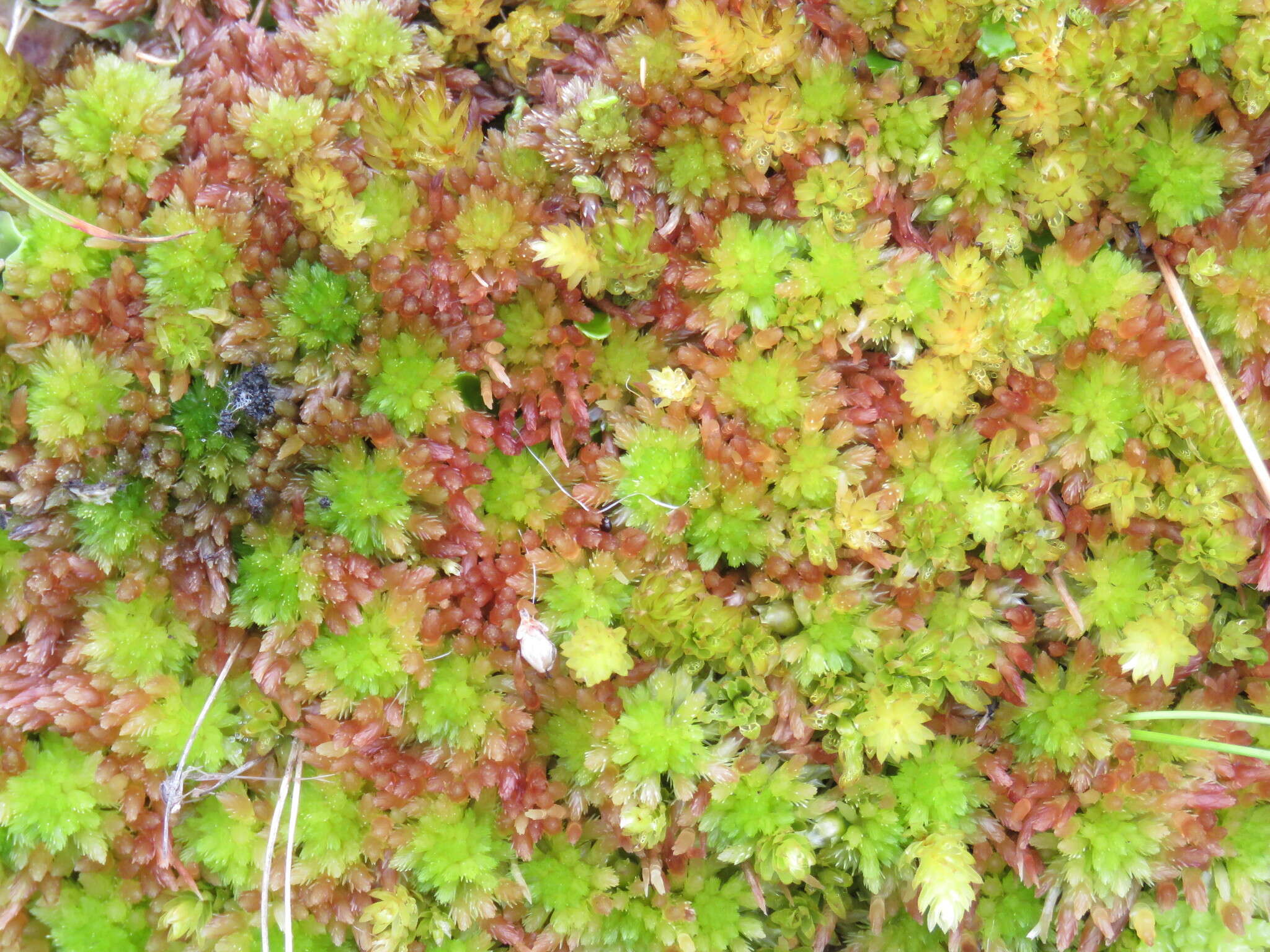 Image of blushing bog-moss