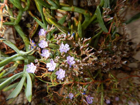 Image of Limonium cancellatum (Bertol.) O. Kuntze