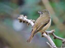 Image of Brown-breasted Flycatcher