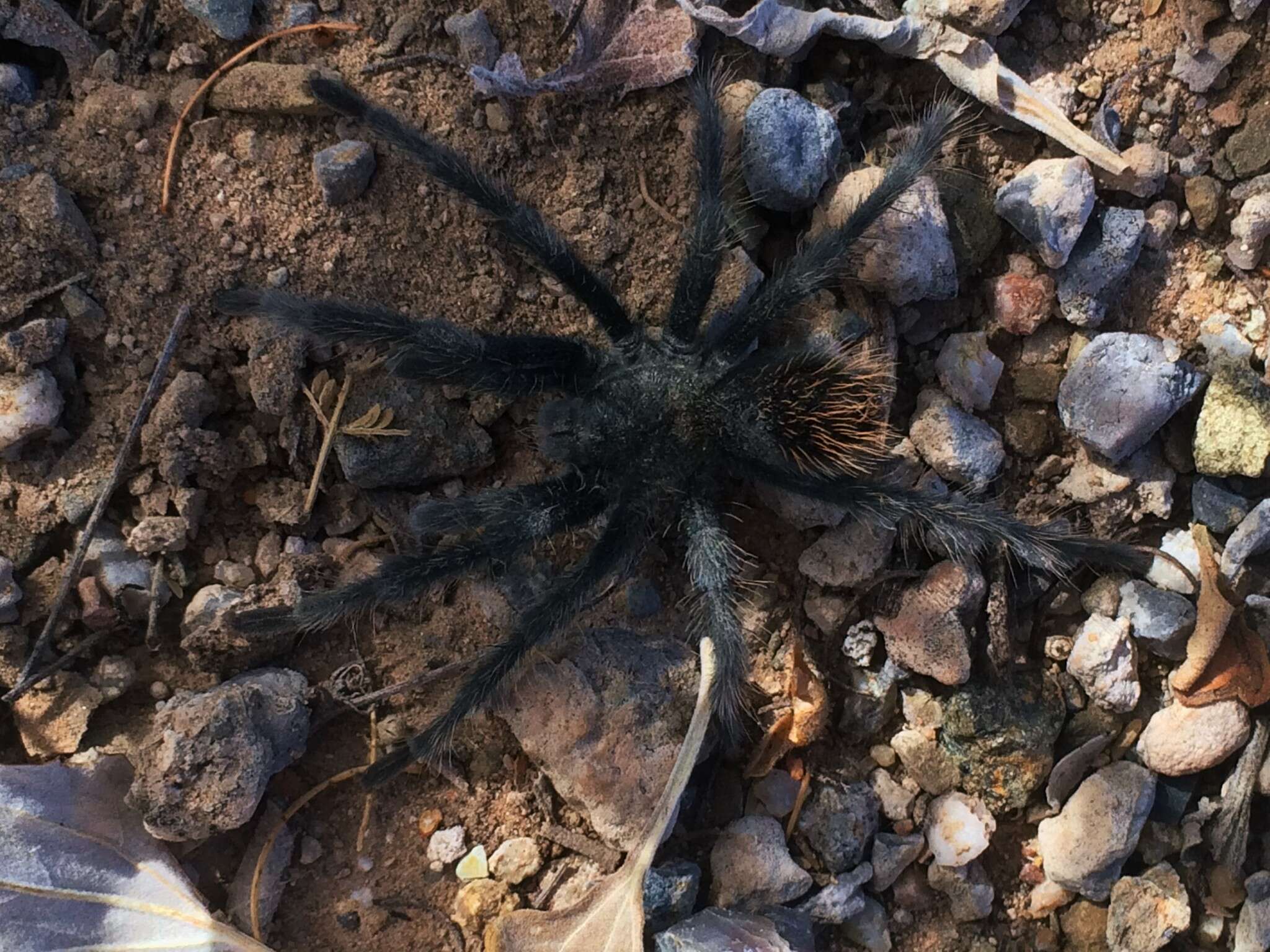 Image of Aphonopelma saguaro Hamilton 2016