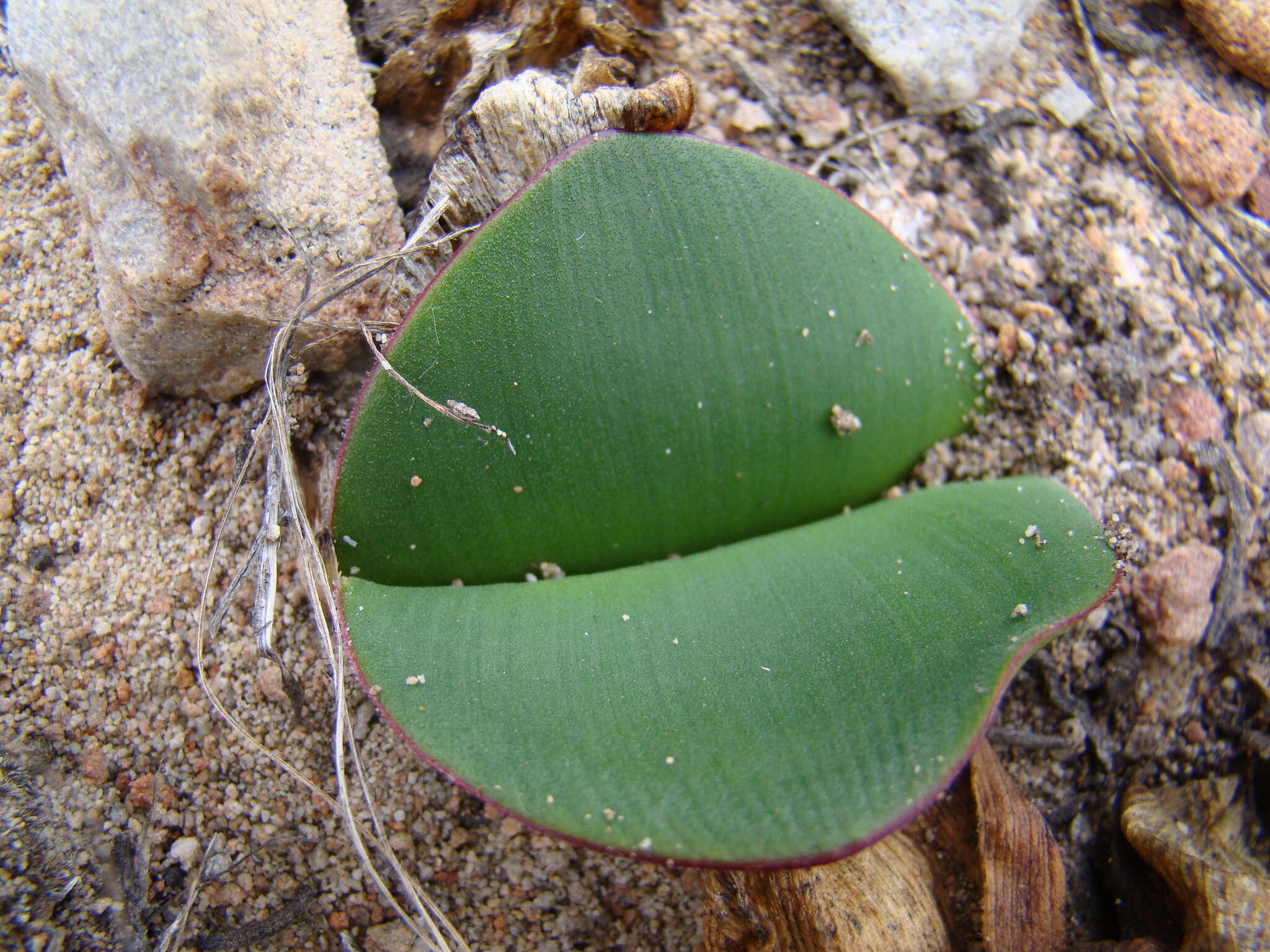 Imagem de Haemanthus sanguineus Jacq.