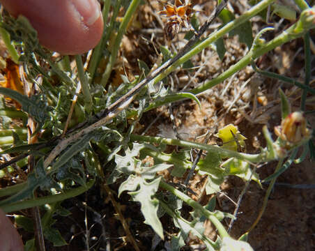 Image of Fendler's desertdandelion