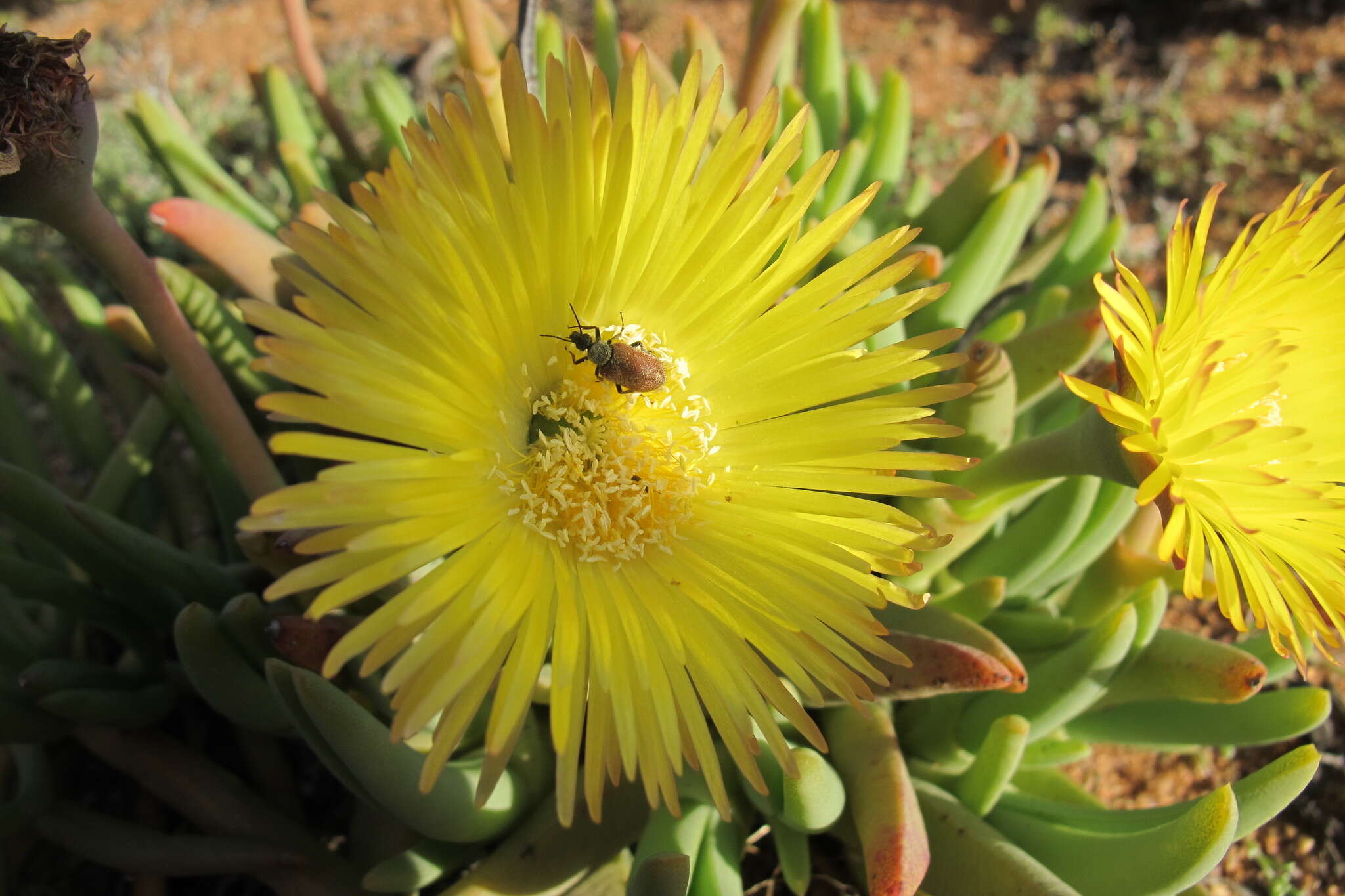 Image of Cheiridopsis pearsonii N. E. Br.