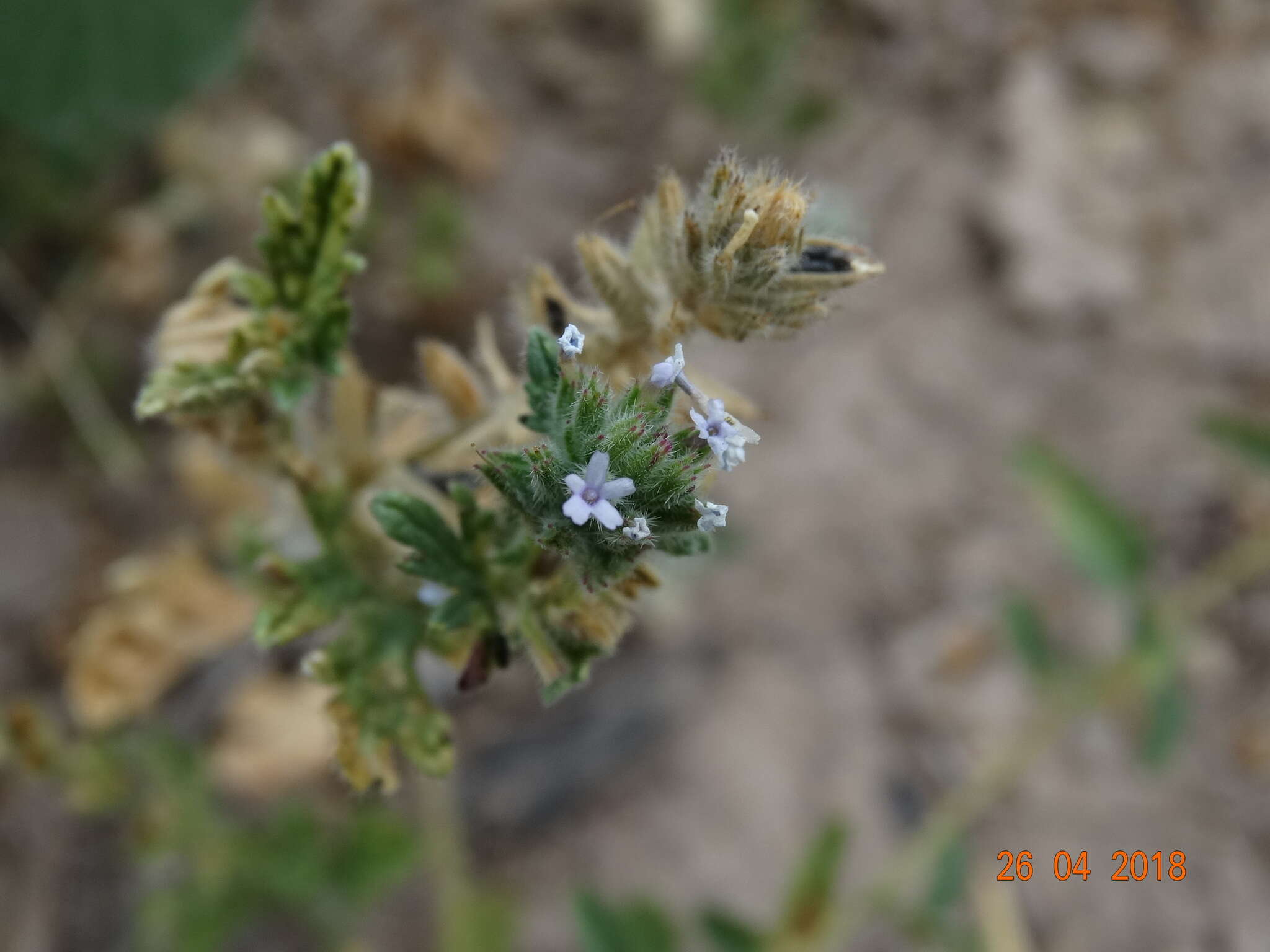 Image of bigbract verbena