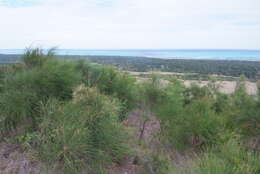 Image of Casuarina collina Poiss. ex Panch. & Sebert