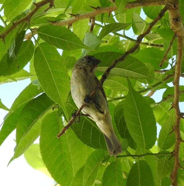 Image of Chestnut-bellied Seedeater