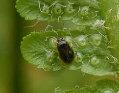 Image of Monalocoris filicis (Linnaeus 1758)