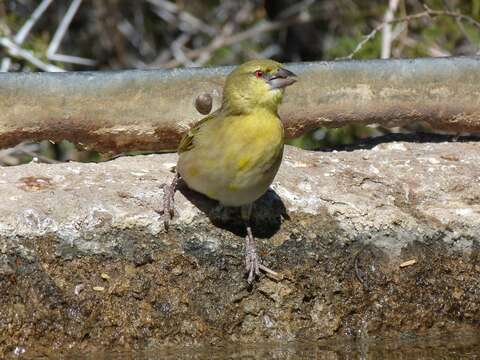 Image of African Masked Weaver