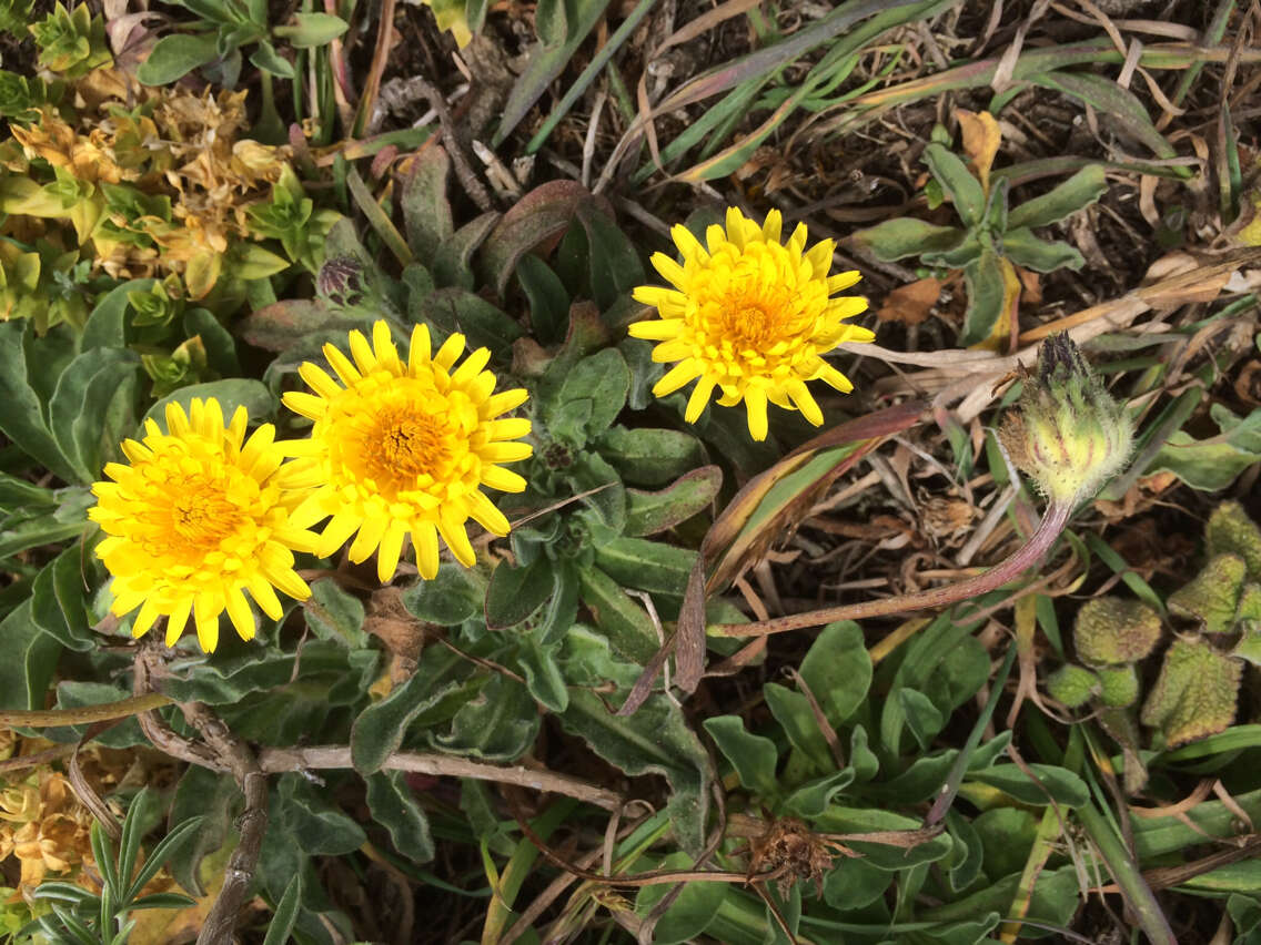 Image of woolly goat chicory