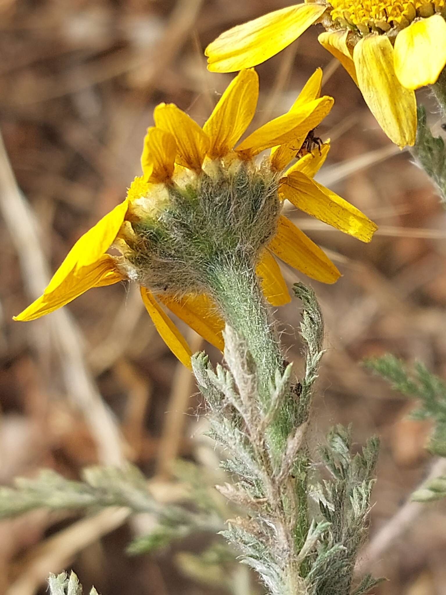 Image of Anacyclus radiatus Loisel.