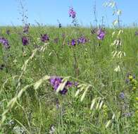 Image de Silene chlorantha (Willd.) Ehrh.