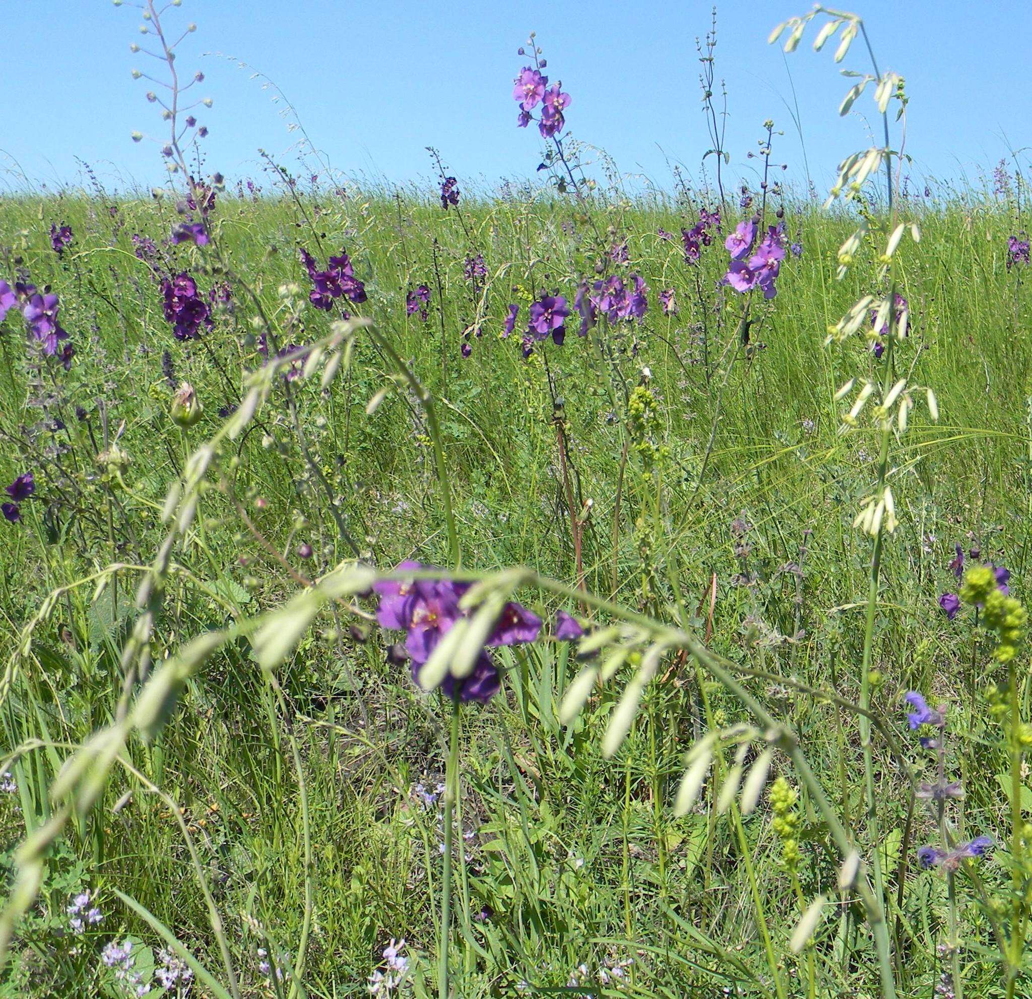 Image de Silene chlorantha (Willd.) Ehrh.