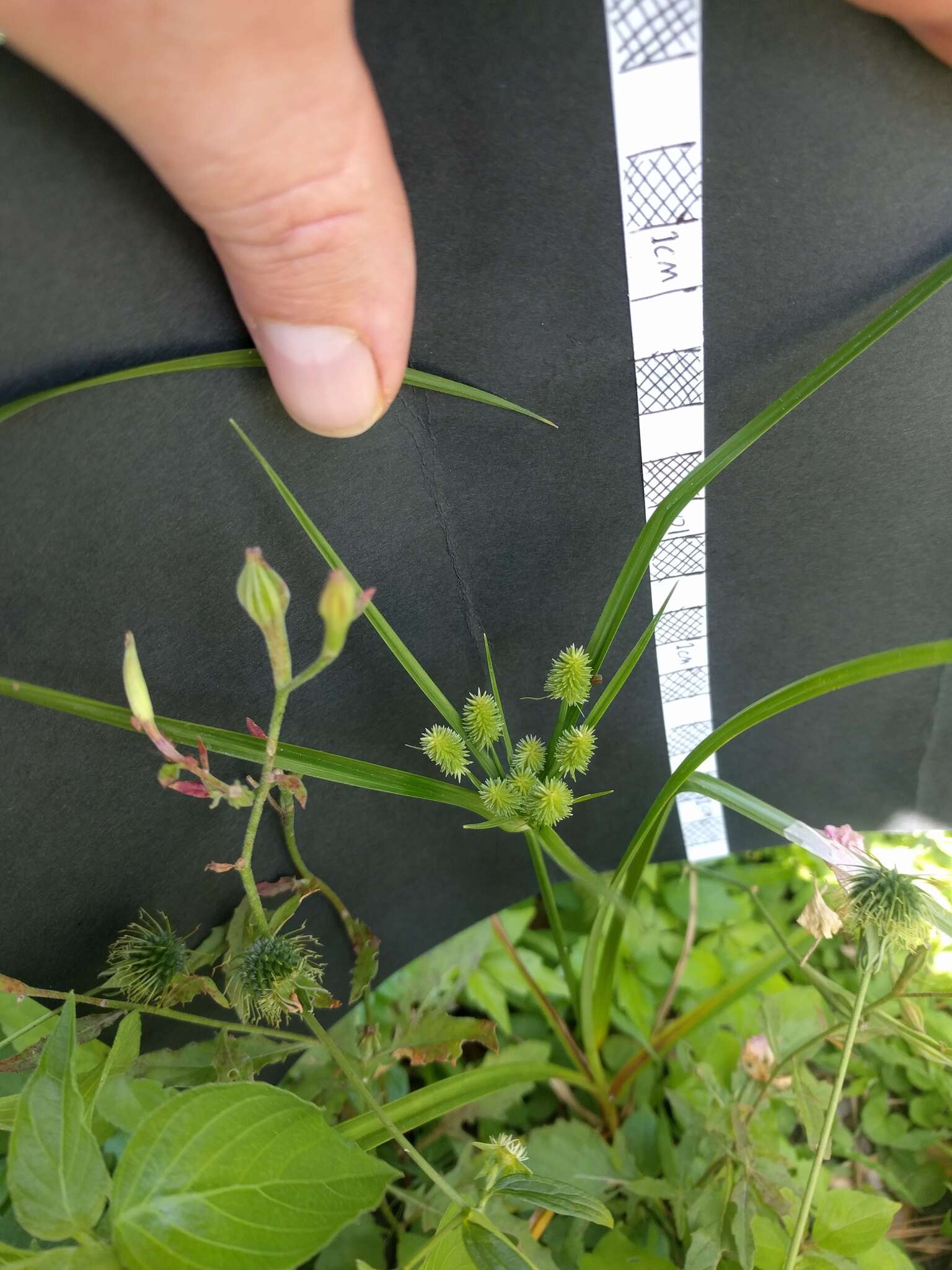 Image of pine barren flatsedge