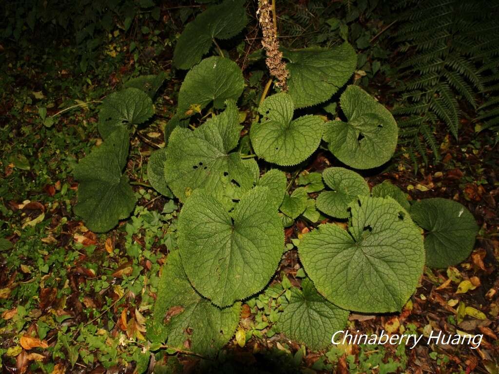 Image de Ligularia stenocephala (Maxim.) Matsum. & Koidz.