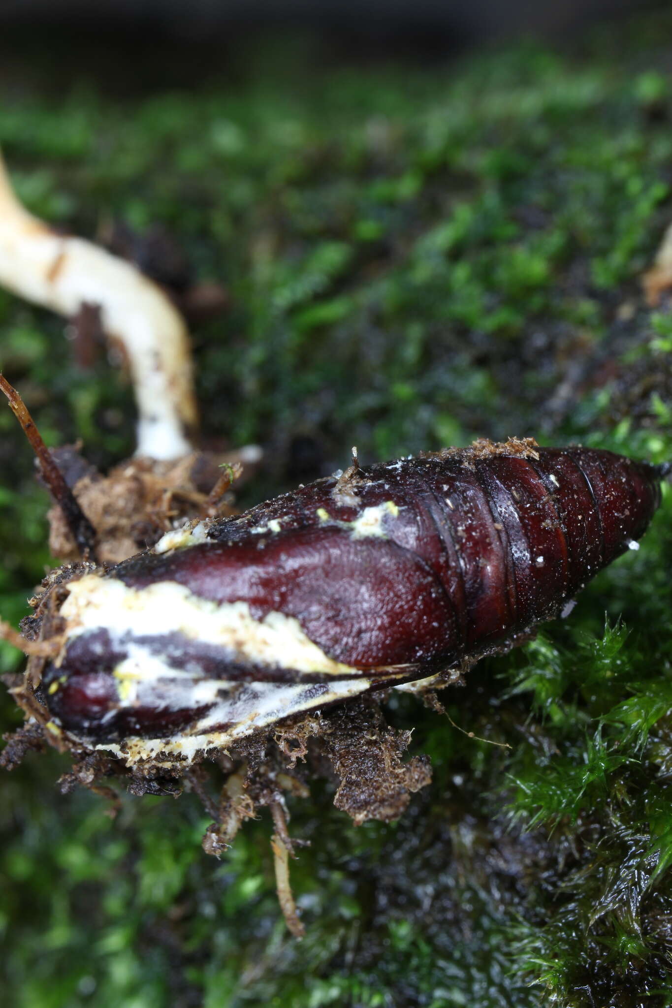 Cordyceps militaris (L.) Fr. 1818 resmi