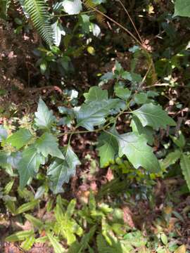 Image de Premna microphylla Turcz.