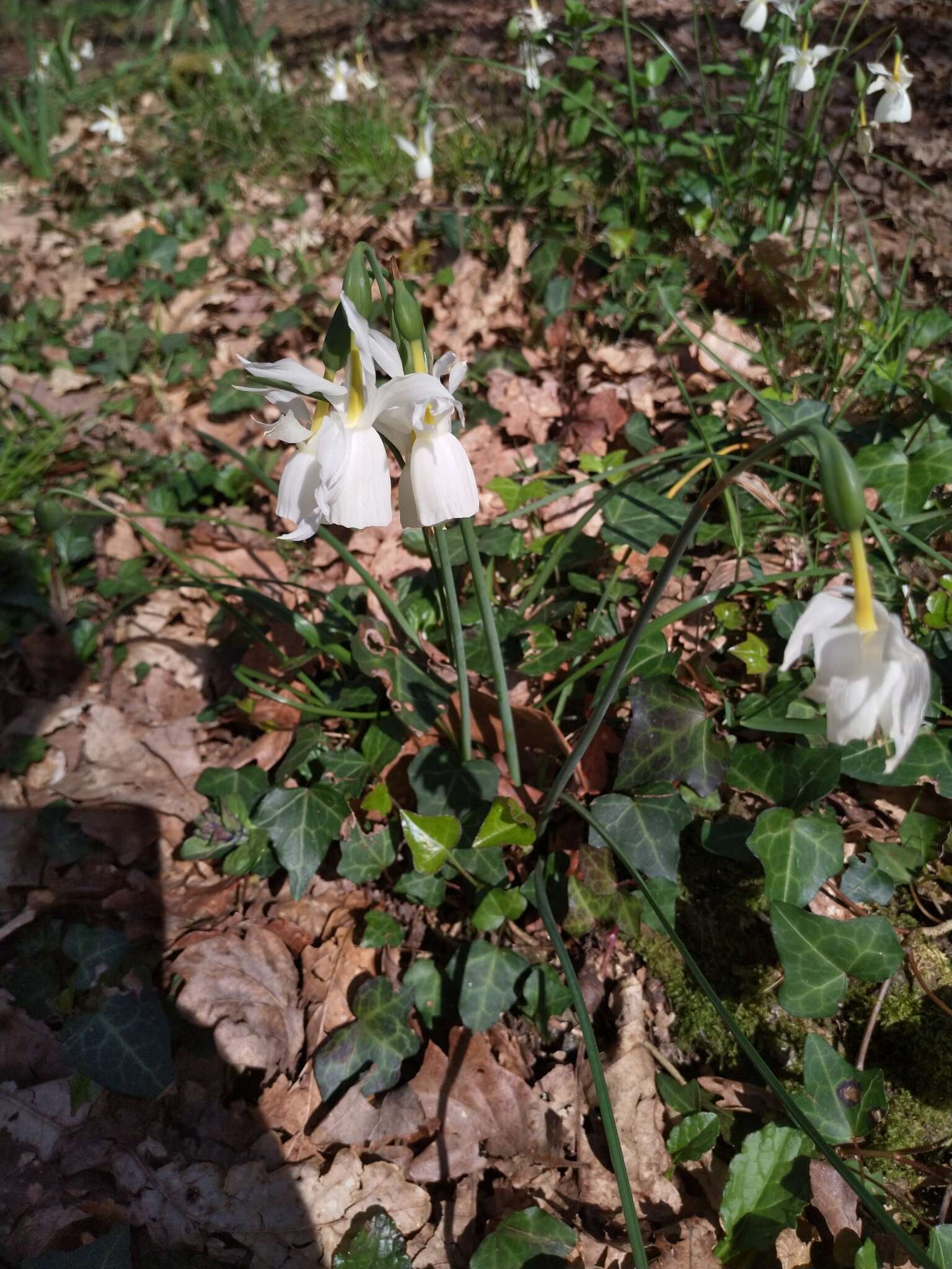 Image de Narcissus triandrus L.