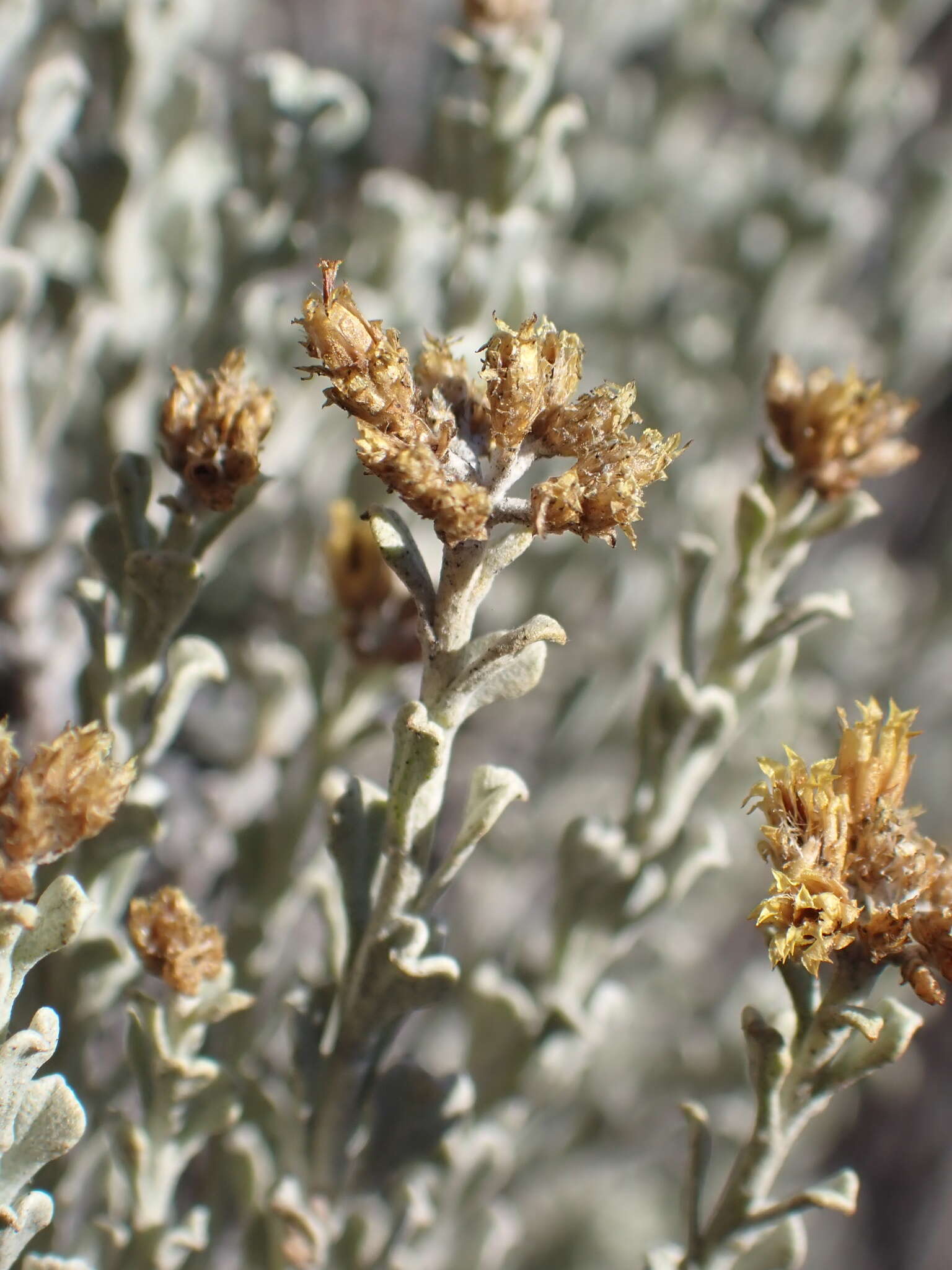 Image of Helichrysum excisum (Thunb.) Less.