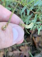 Plancia ëd Astragalus aequalis Clokey