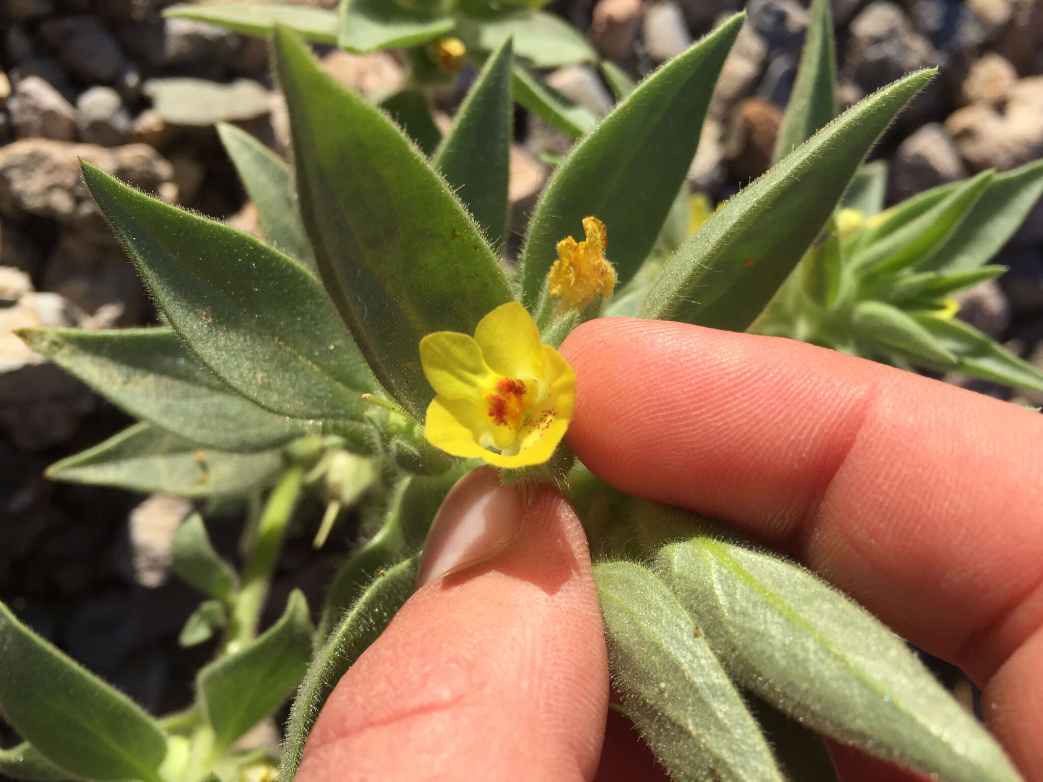 Image of golden desert-snapdragon