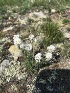 Image of Alyssum tenuifolium Stephan