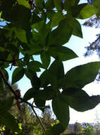 Image of California buckeye