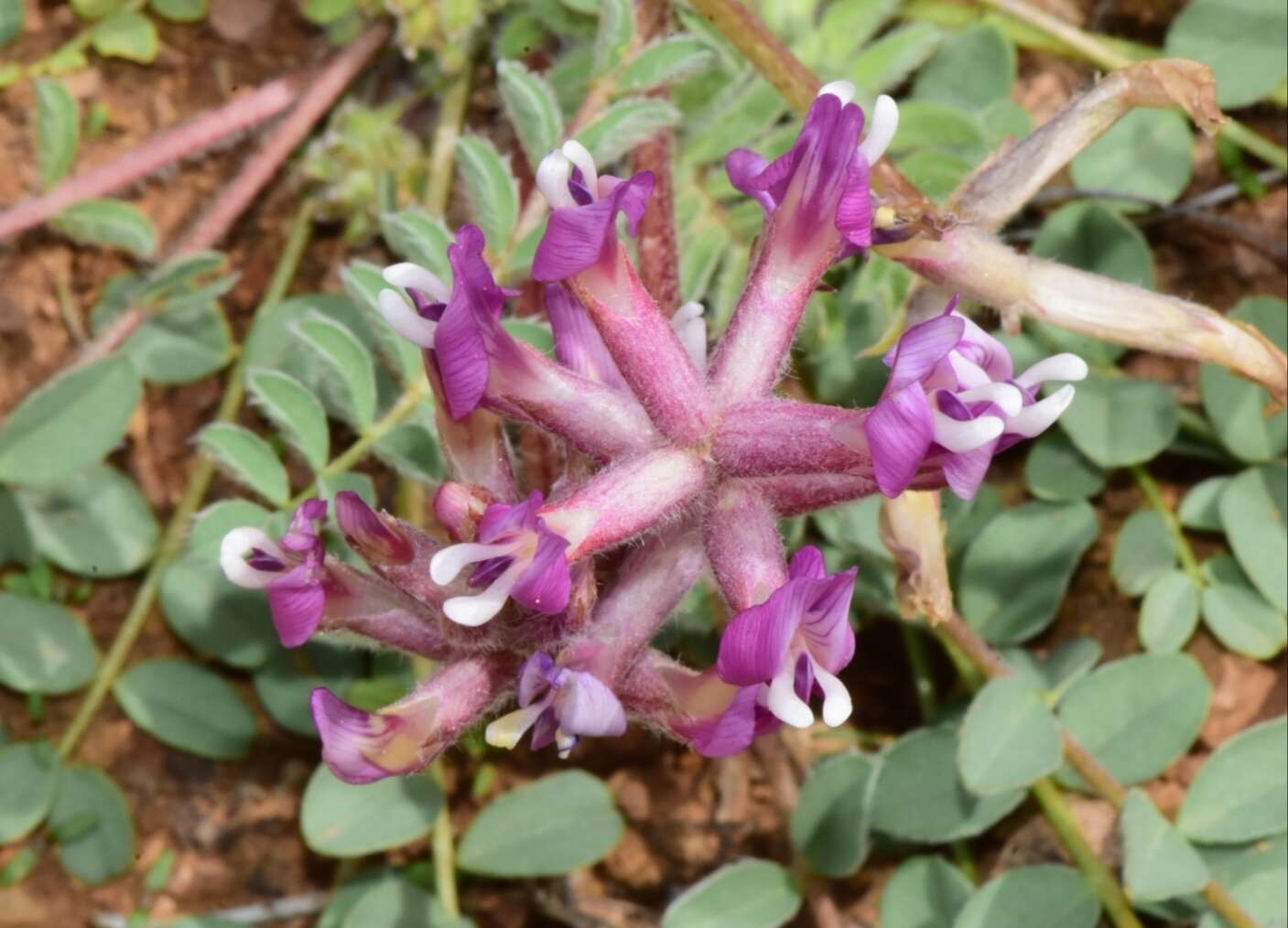 Imagem de Astragalus holmgreniorum R. C. Barneby