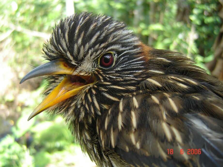 Image of Semicollared Puffbird