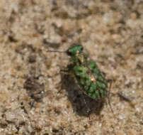 Image of Delta Green Ground Beetle