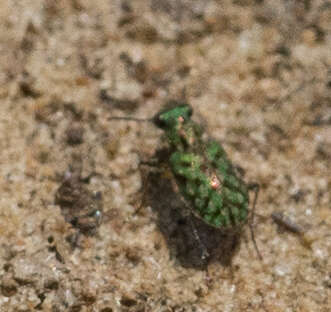 Image of Delta Green Ground Beetle